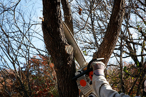 Meadowbrook, AL Tree Care Company